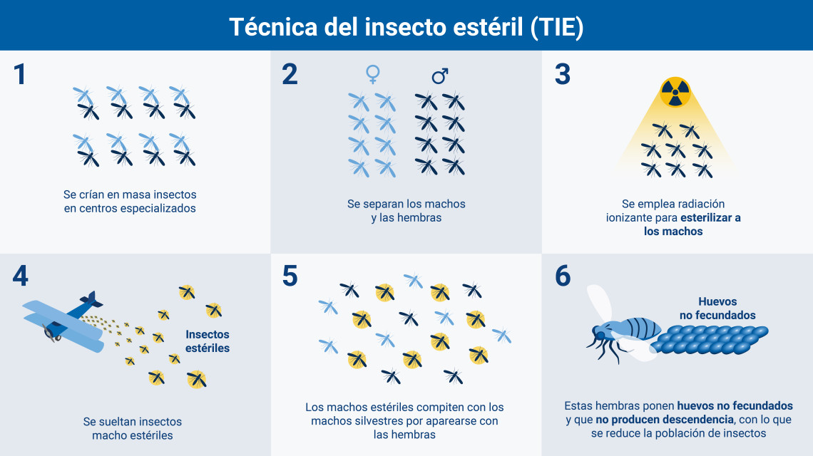 Nuclear Insect Tecnología nuclear: la técnica del insecto estéril (TIE) – Nuclear For ...